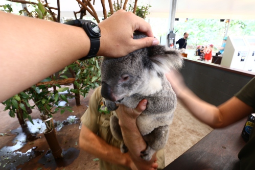 Koala! 